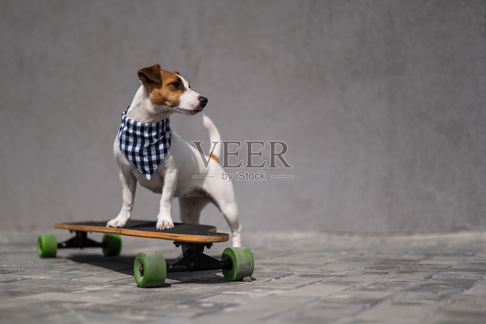 穿着格子围巾的杰克拉塞尔梗狗骑着长板。照片摄影图片