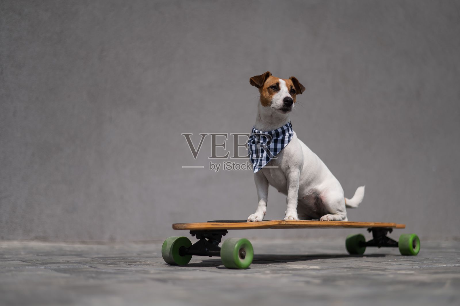 穿着格子围巾的杰克拉塞尔梗狗骑着长板。照片摄影图片