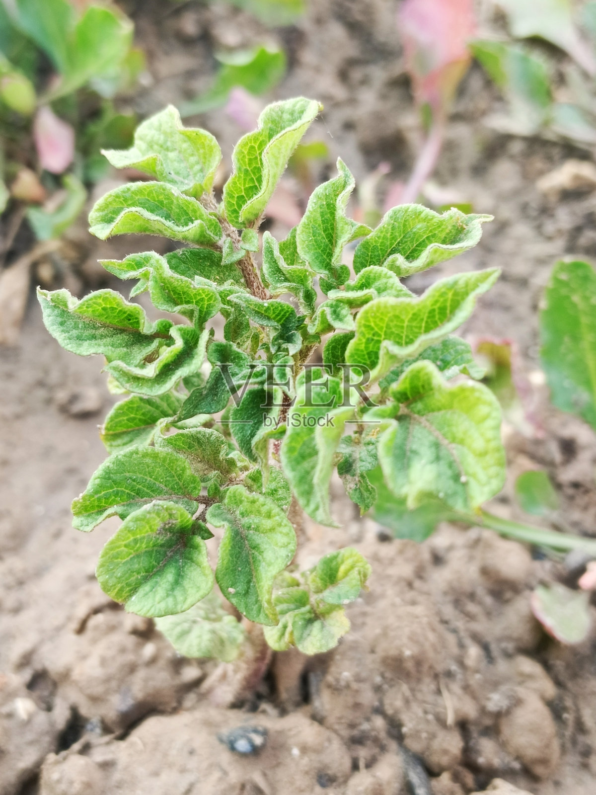 土豆植物照片摄影图片