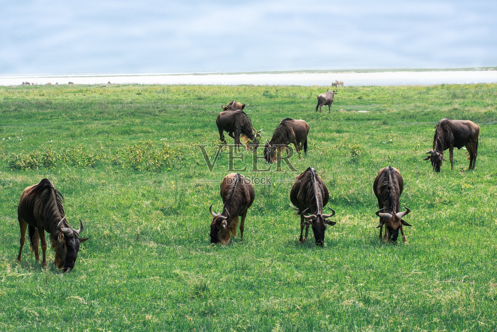 角马照片摄影图片