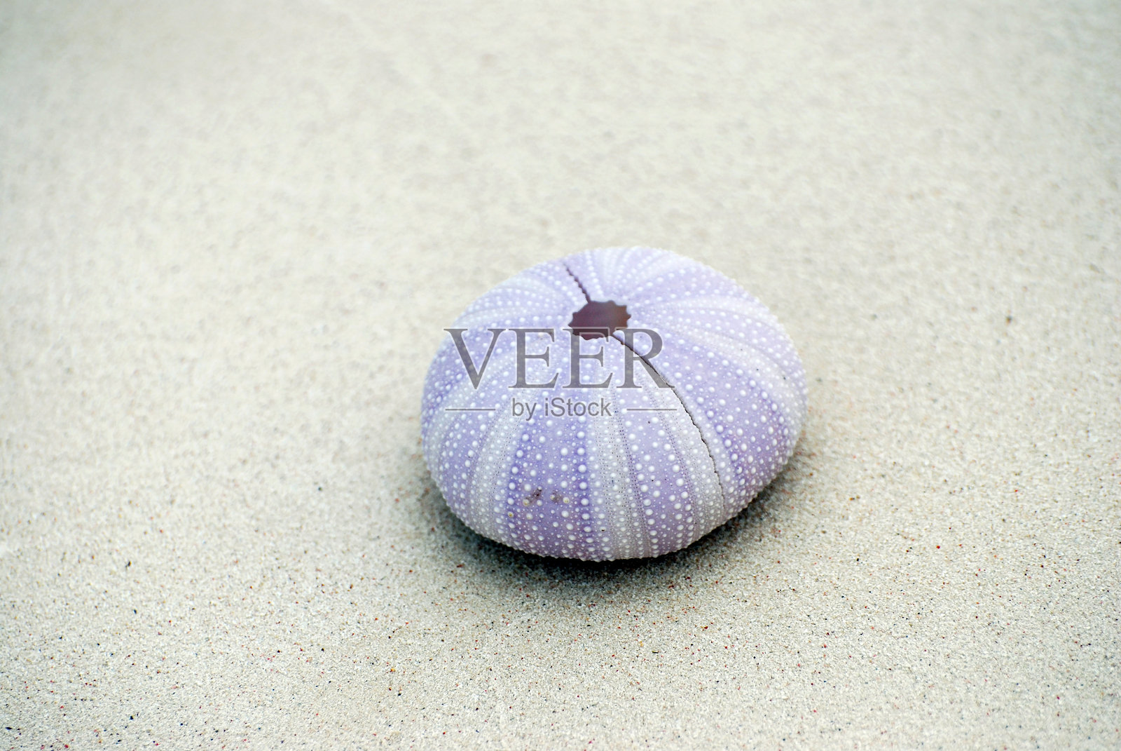 北滩上的海胆骨骼照片摄影图片