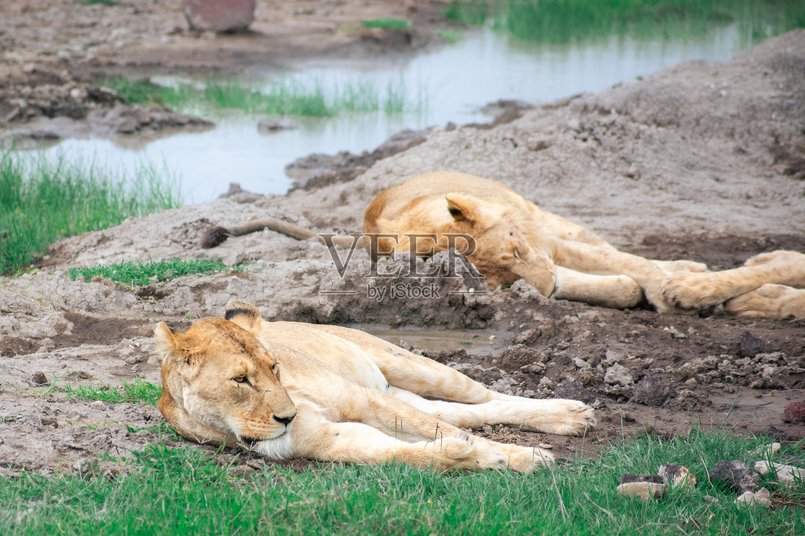 狮子照片摄影图片