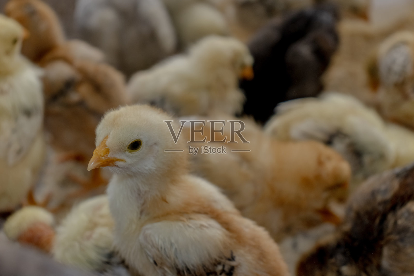 放养小鸡或家鸡照片摄影图片