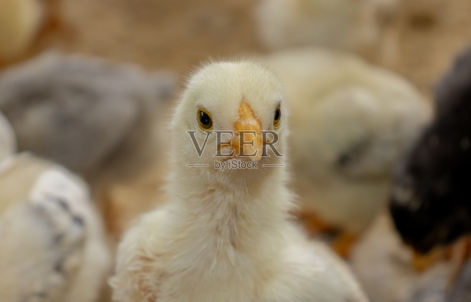 放养小鸡或家鸡照片摄影图片