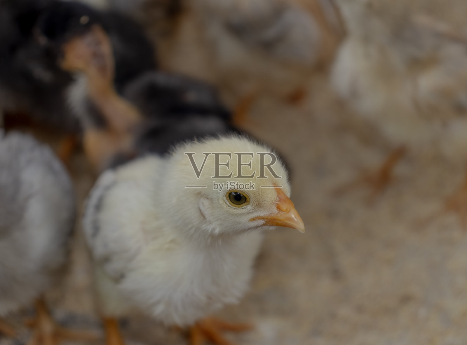 散养小鸡或家鸡照片摄影图片