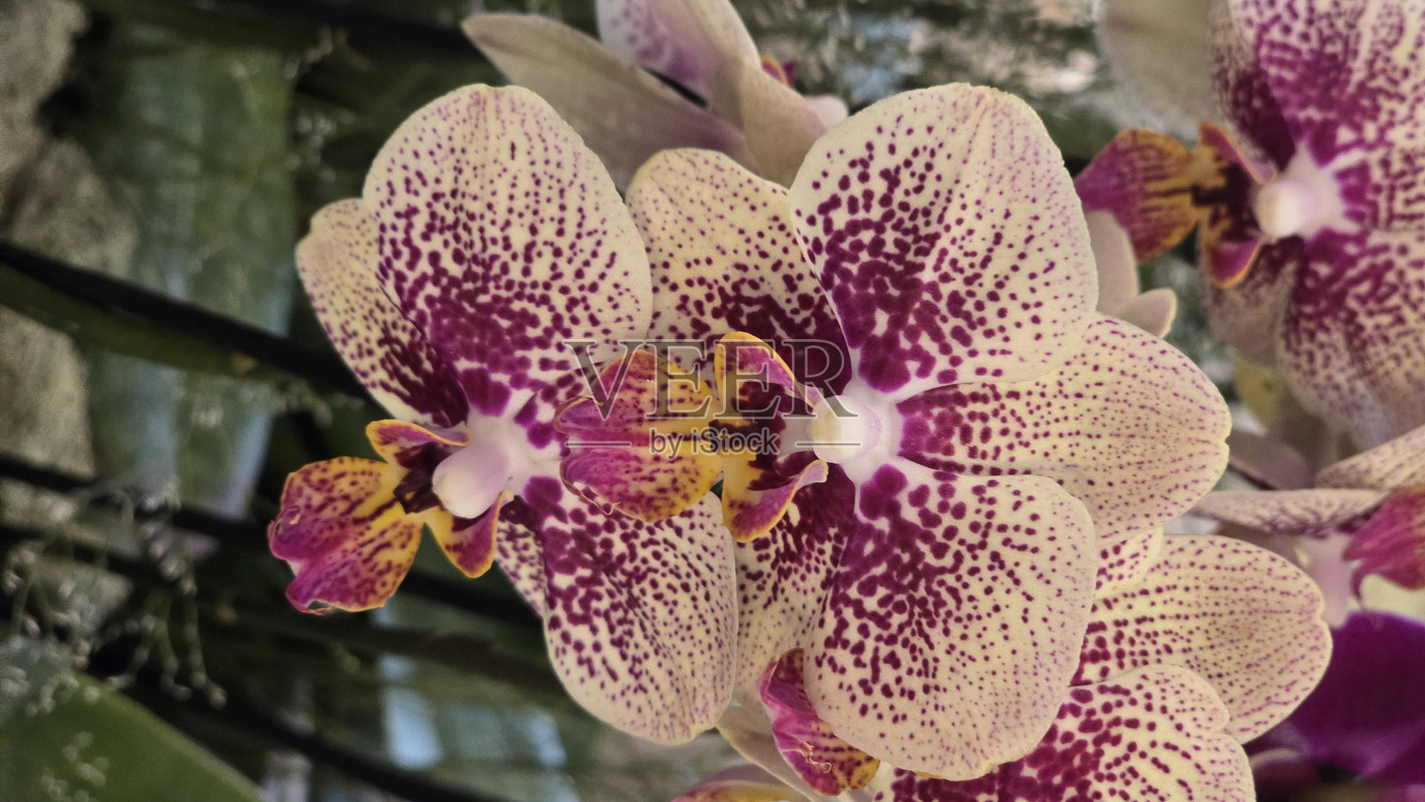 花卉照片照片摄影图片