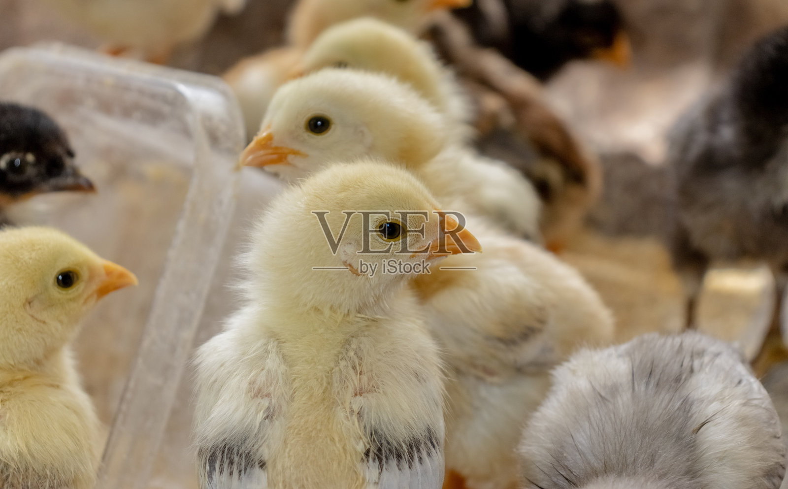 散养小鸡或家鸡照片摄影图片