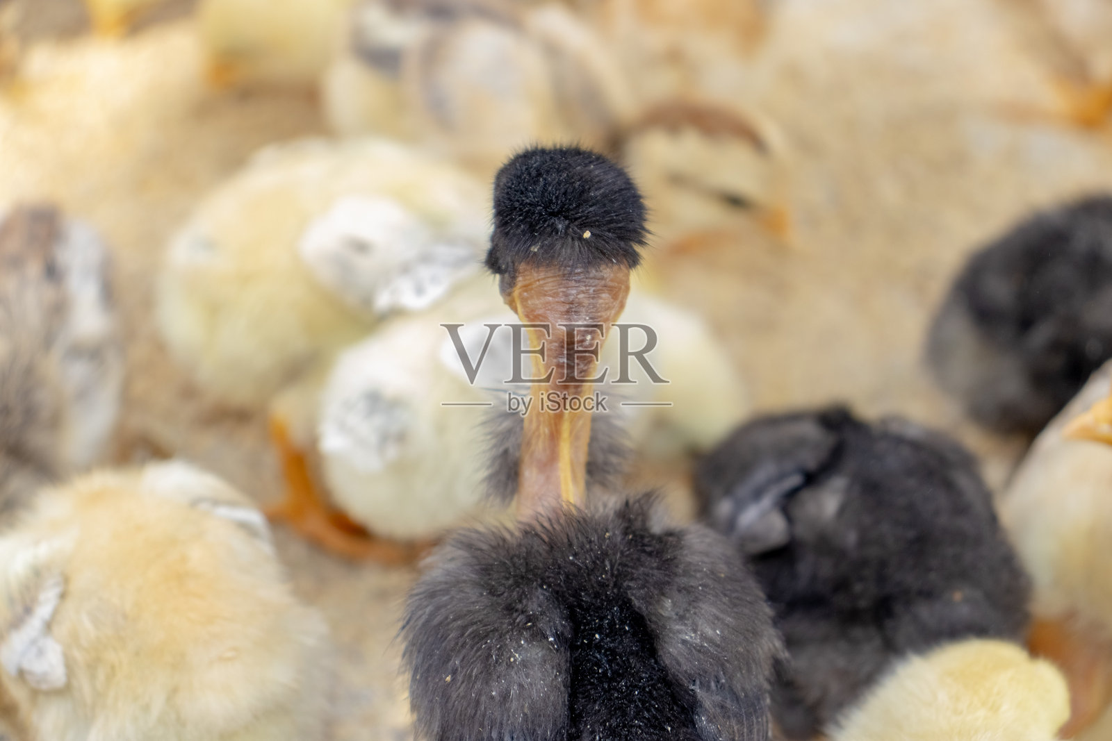 散养小鸡或家鸡照片摄影图片