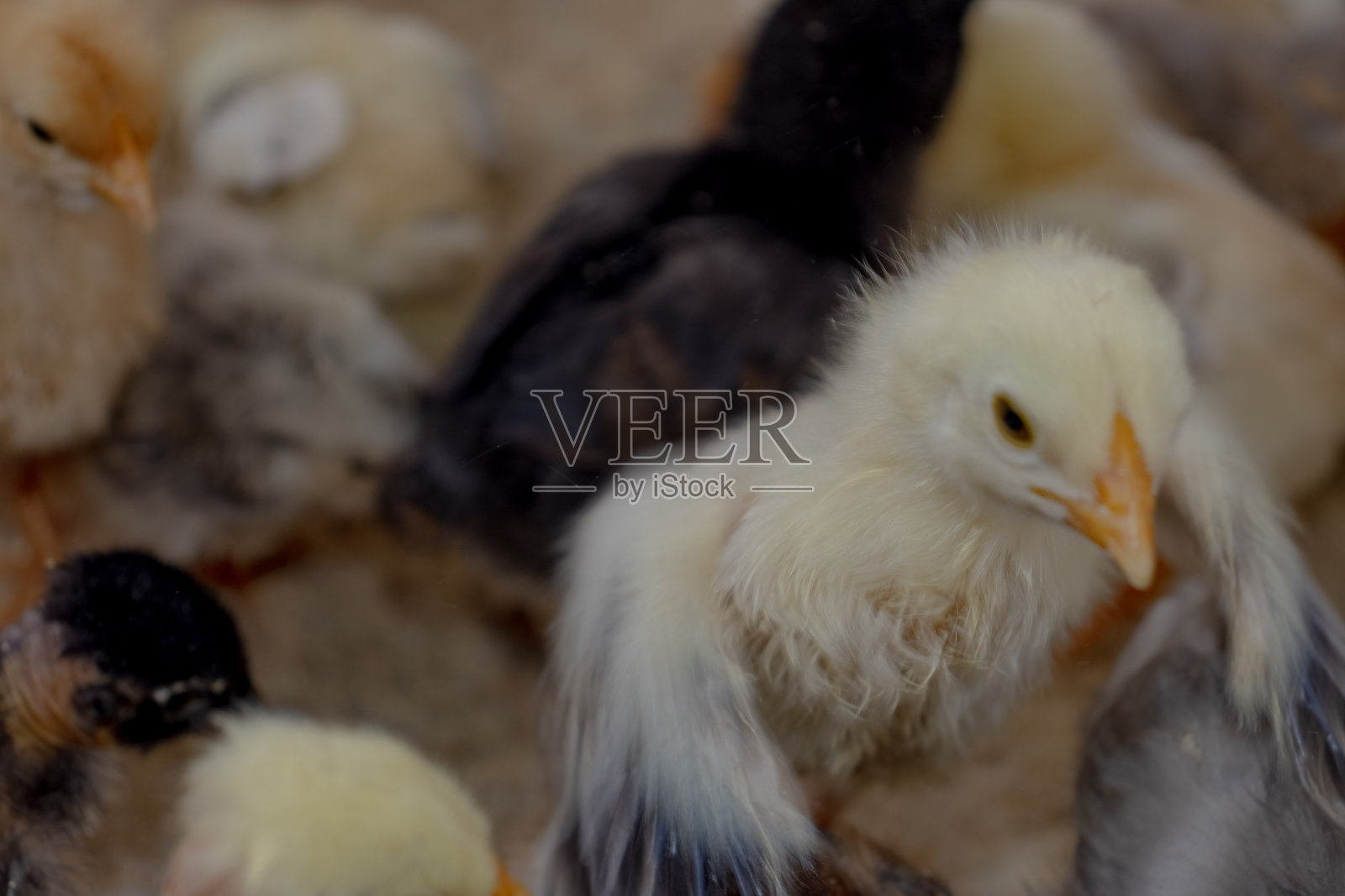 散养小鸡或家鸡照片摄影图片