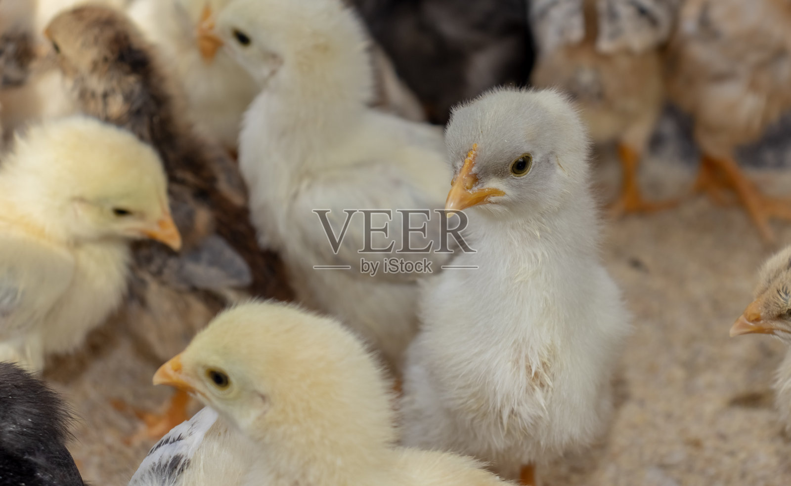 散养小鸡或家鸡（Gallus gallus domesticus）照片摄影图片