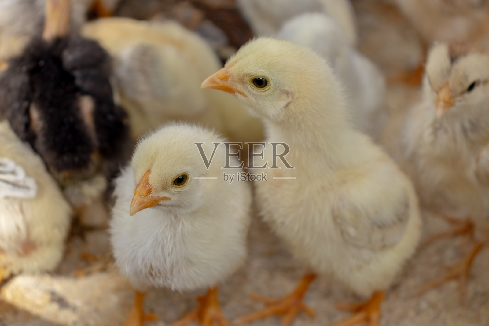 放养小鸡或家鸡照片摄影图片