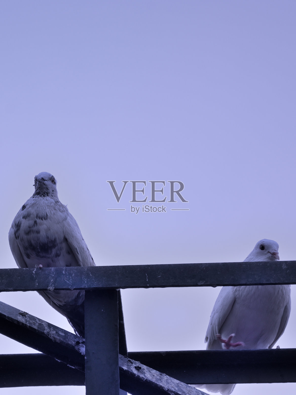 黄昏时分美丽的鸽子照片。照片摄影图片