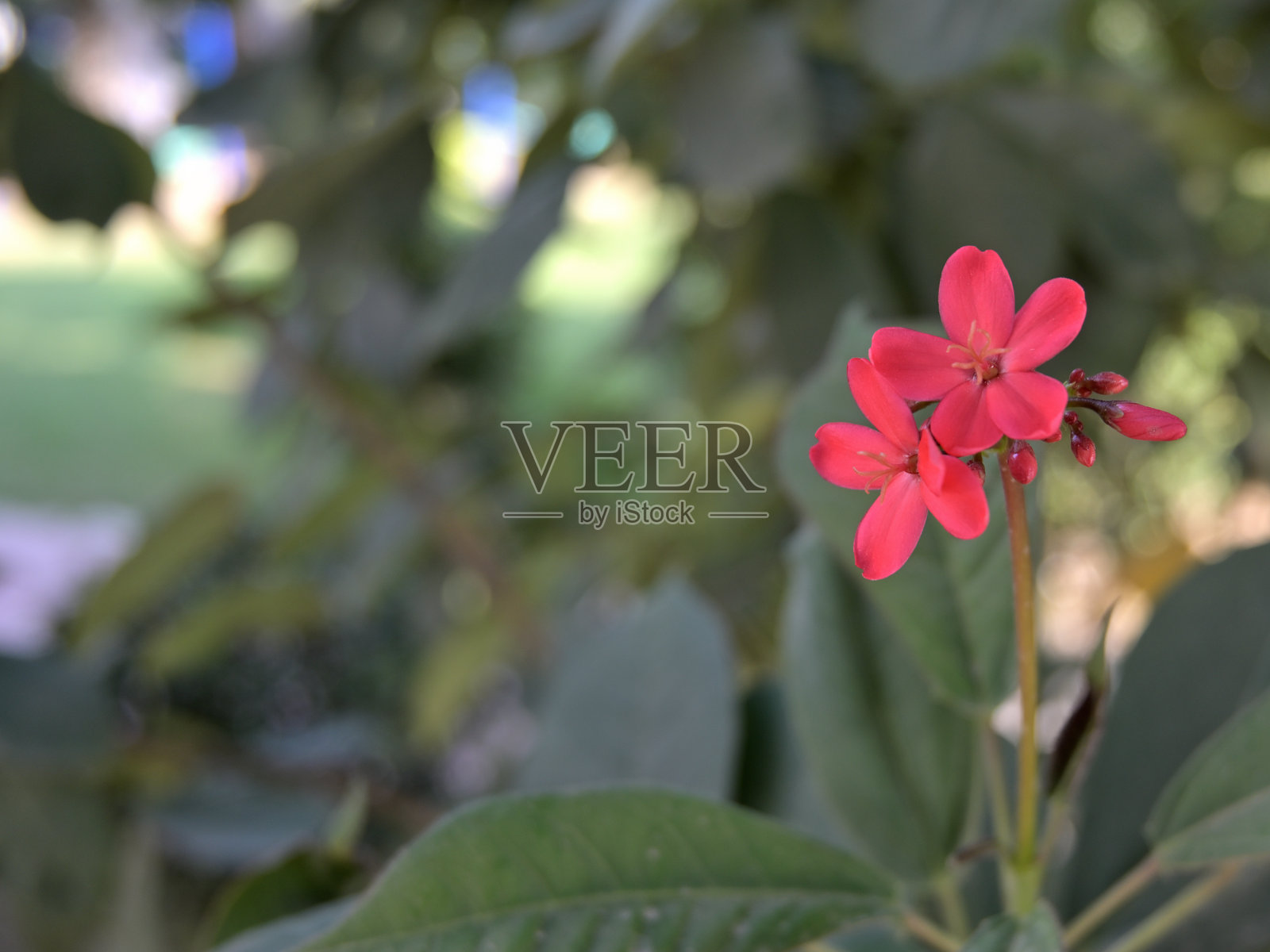 花园中微小红花的特写镜头。照片摄影图片