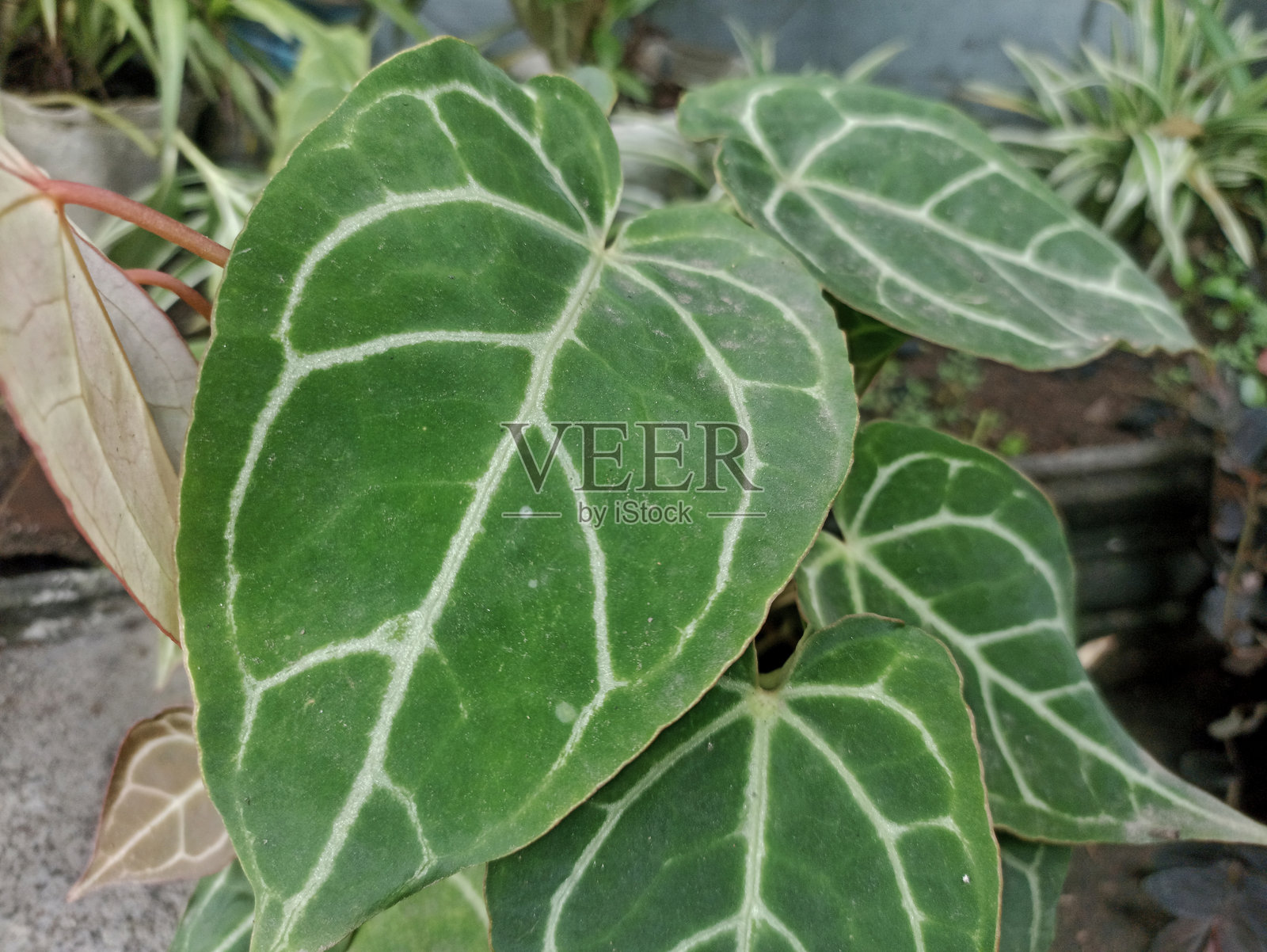 大花安瑟鲁姆，属于天南星科的开花植物。照片摄影图片