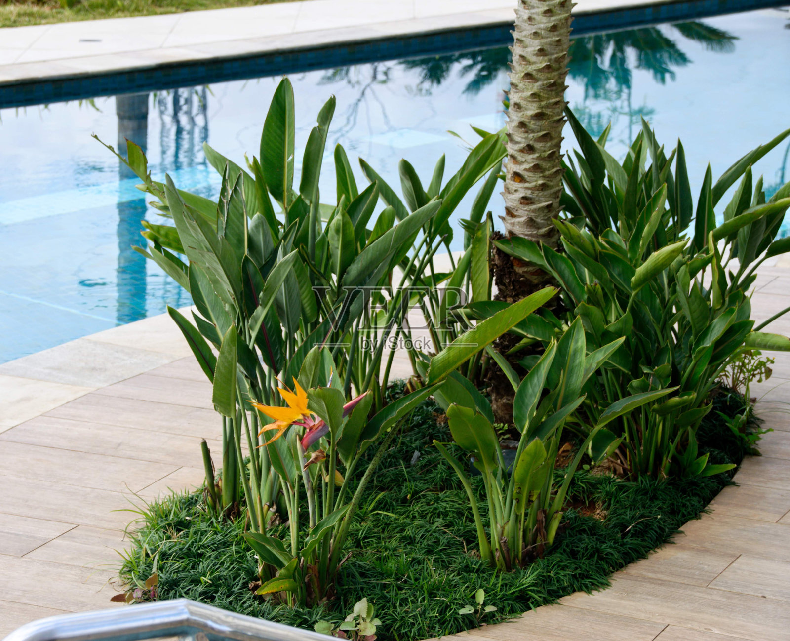 花园泳池照片摄影图片