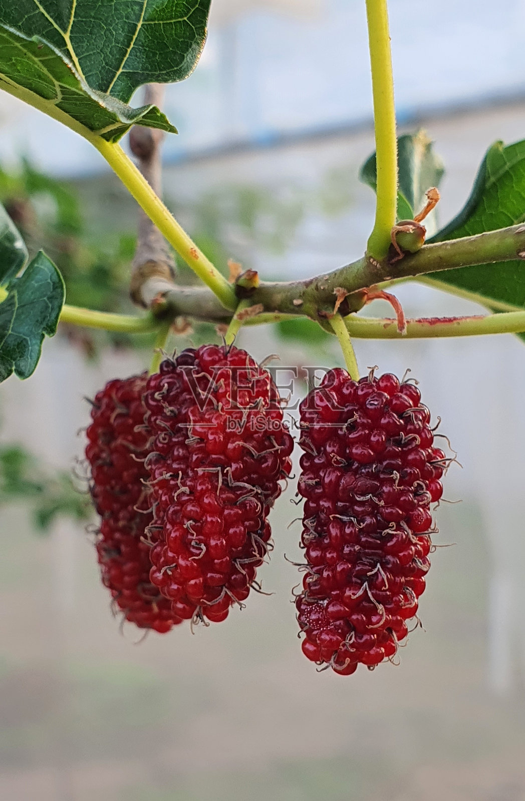 桑树照片摄影图片