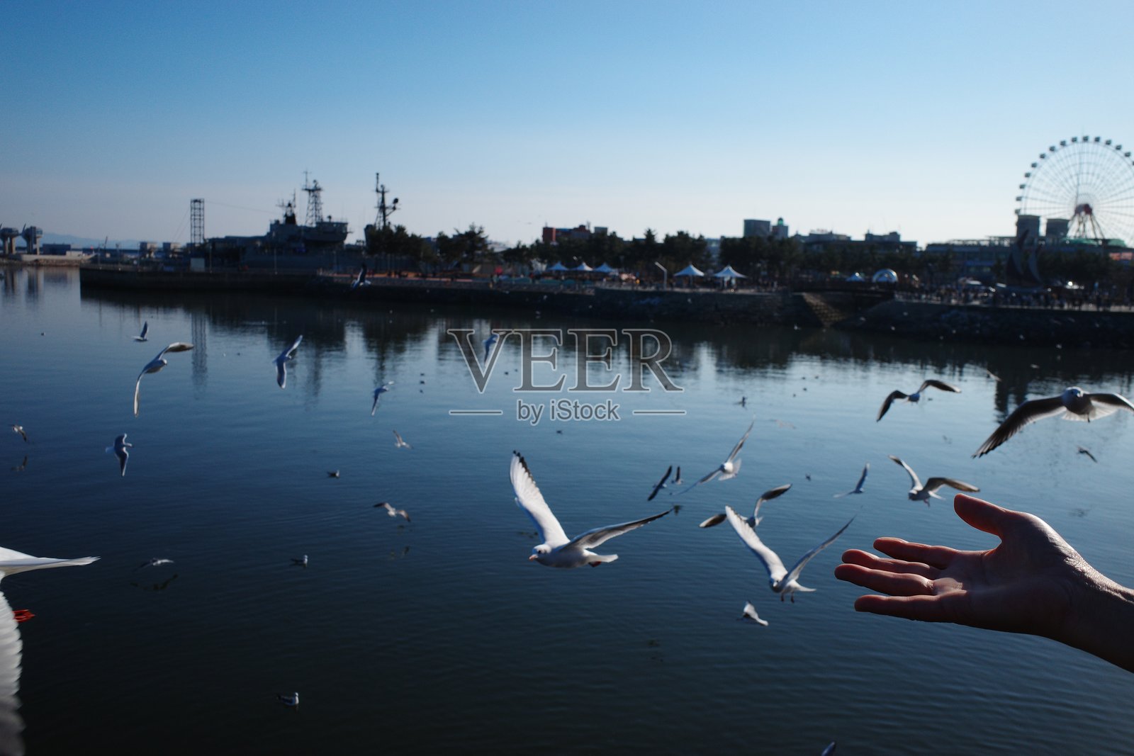 大海与海鸥照片摄影图片