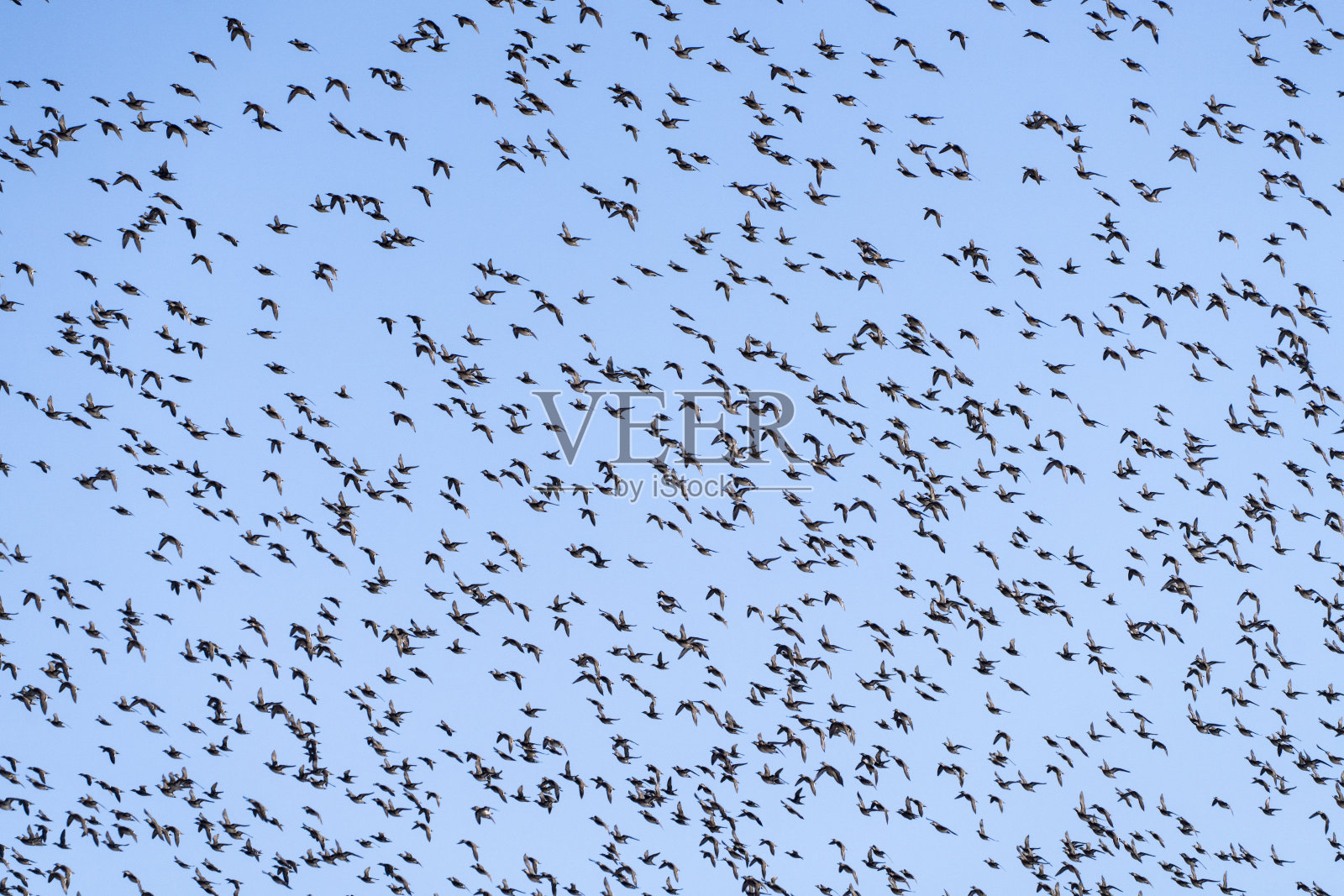 贝加尔鸭群在天空中翩翩起舞照片摄影图片