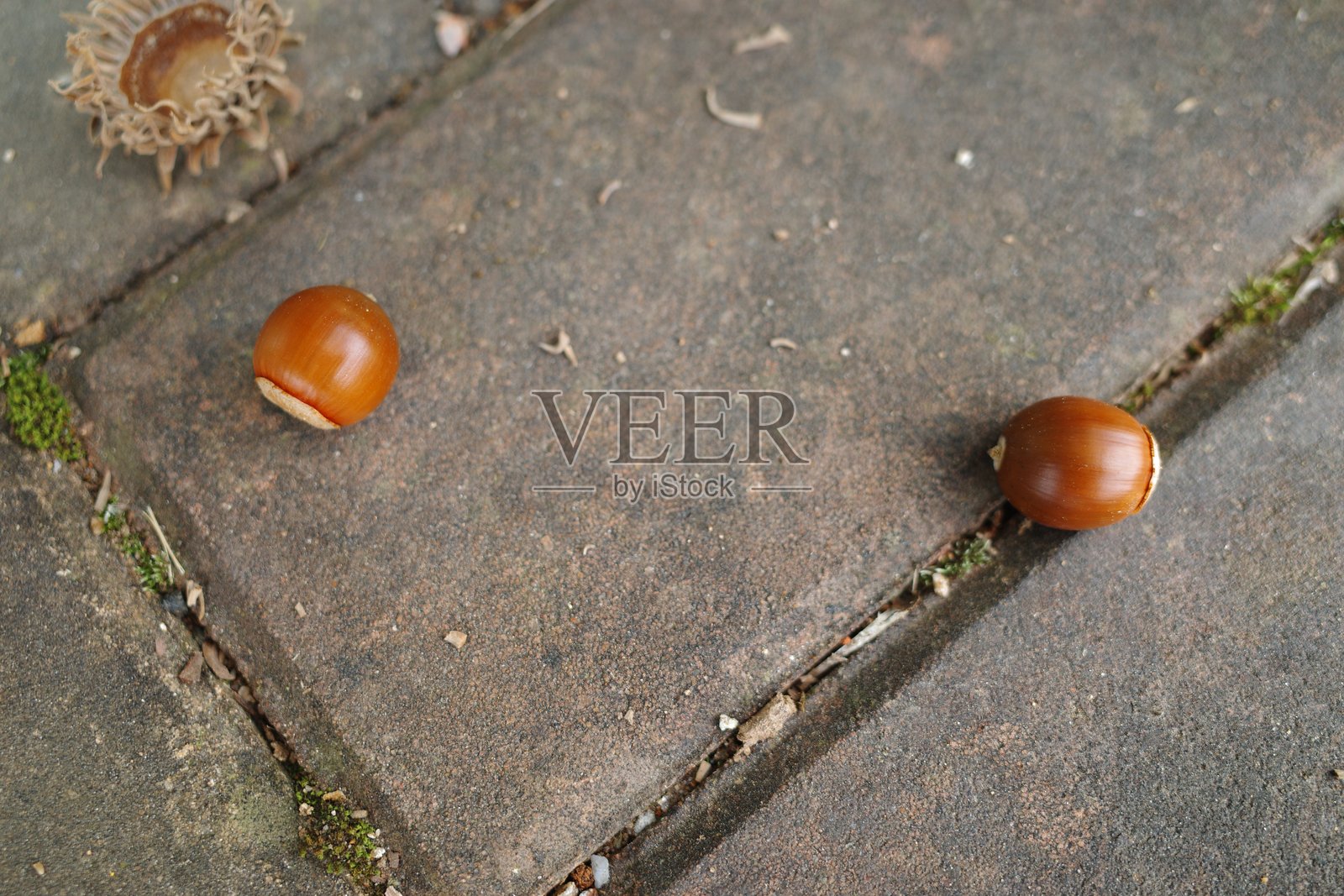 栗子和橡果照片摄影图片