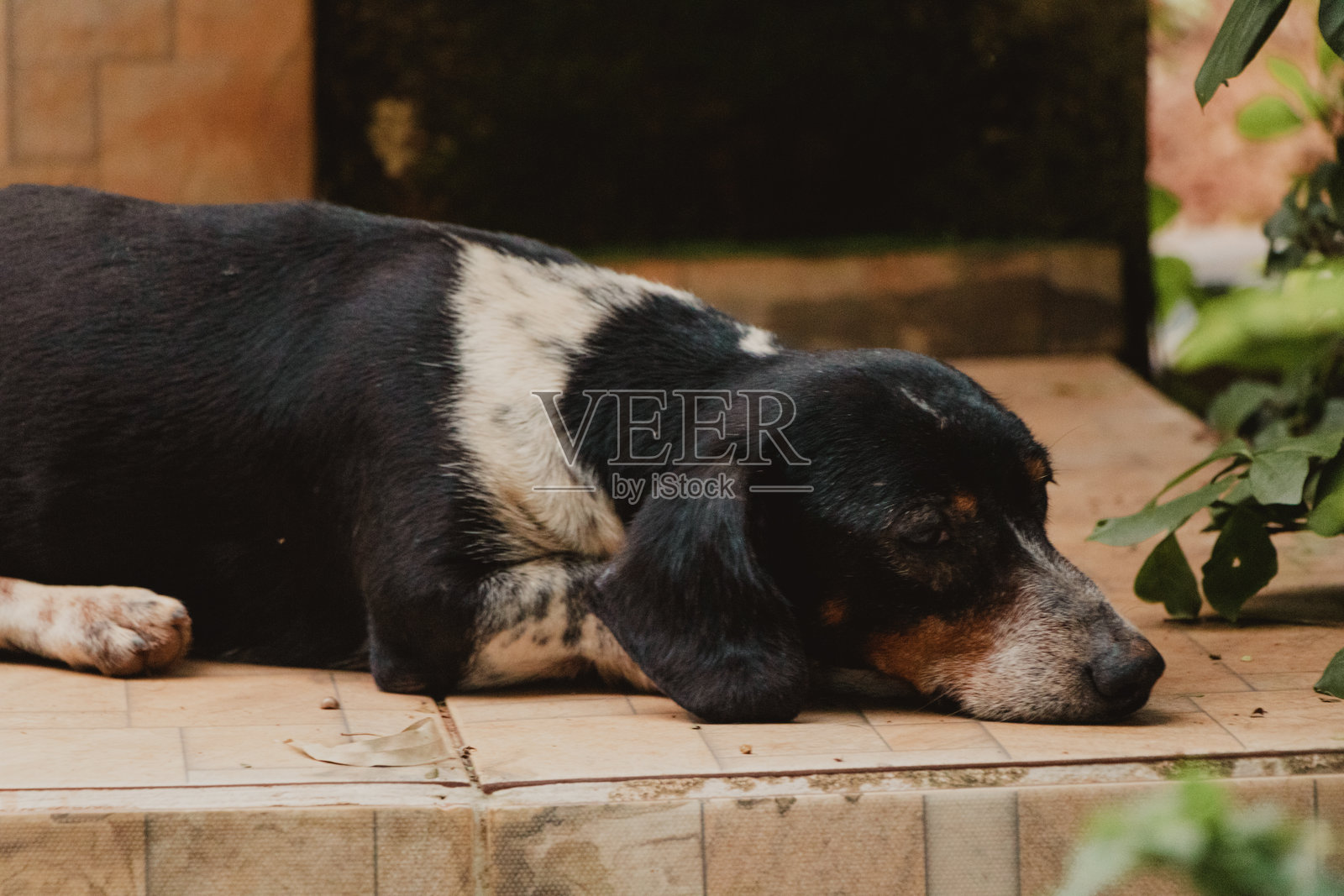 黑白色的腊肠犬在睡觉照片摄影图片