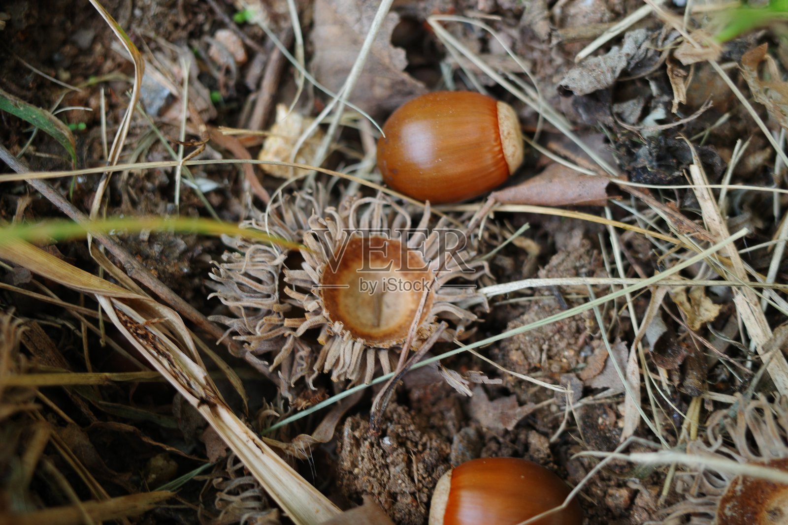 栗子和橡果照片摄影图片