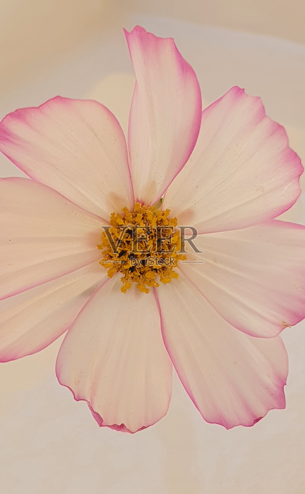 肋骨照片摄影图片