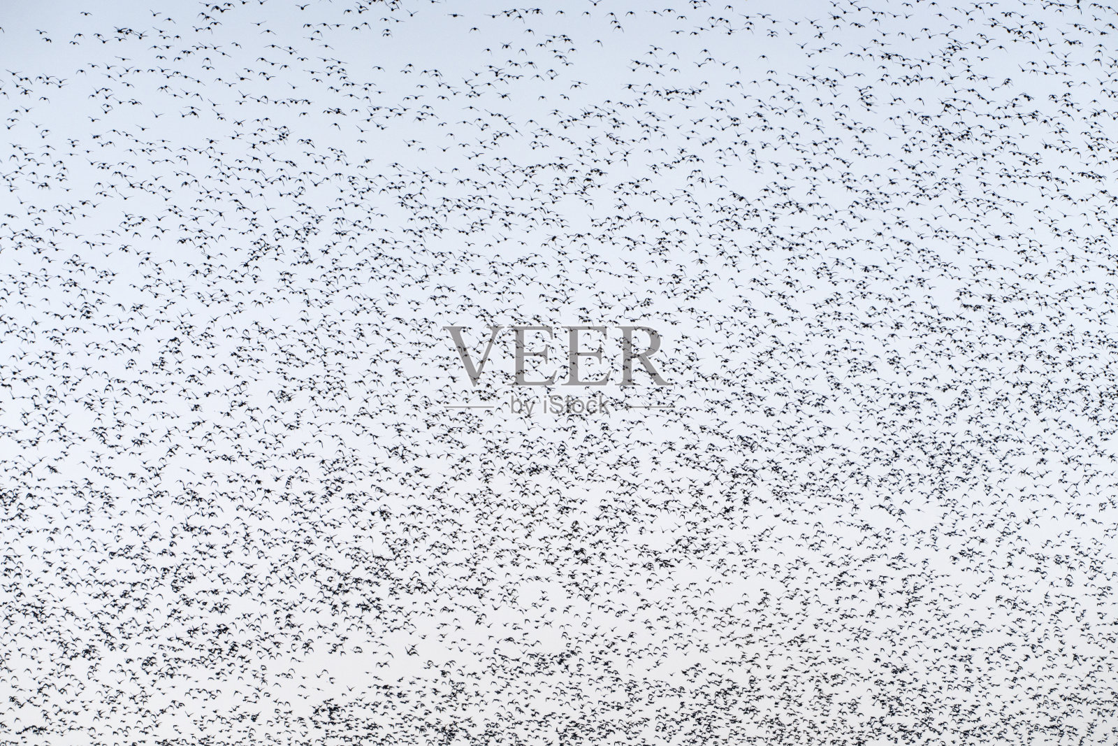 贝加尔鸭群在天空中翩翩起舞照片摄影图片