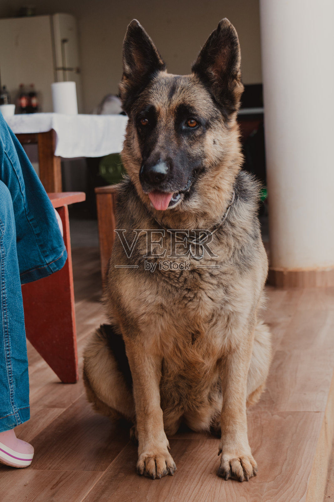 坐着的德国牧羊犬侧面轮廓照片摄影图片