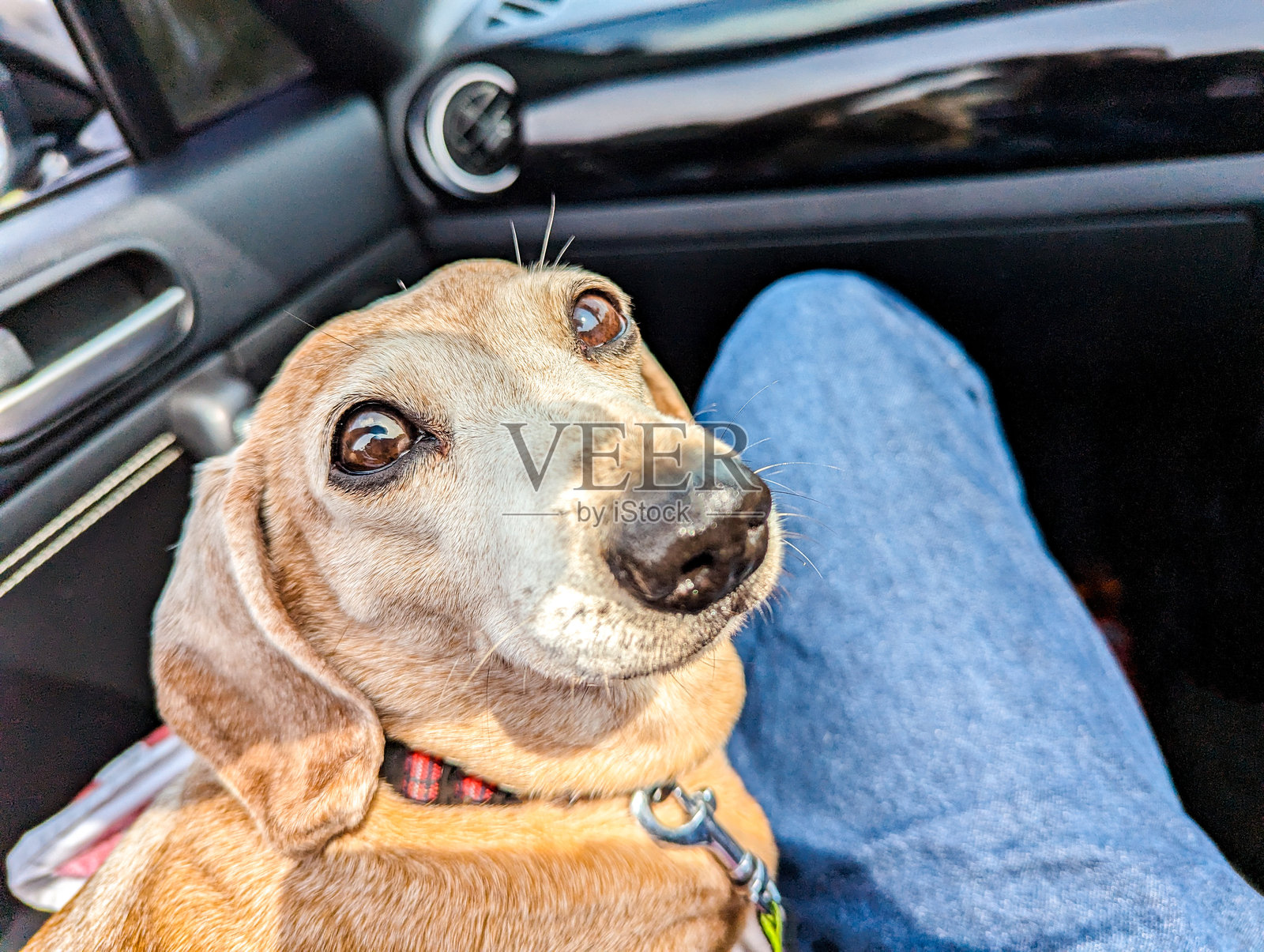 一只忠诚于主人并受到爱护和珍惜的老迷你腊肠犬照片摄影图片