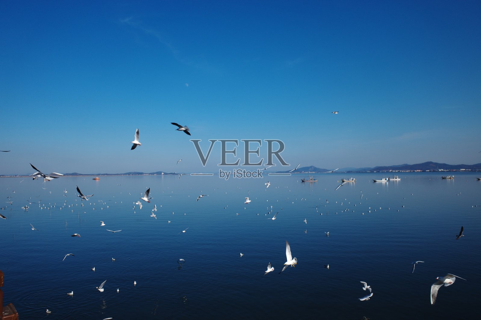 大海与海鸥照片摄影图片