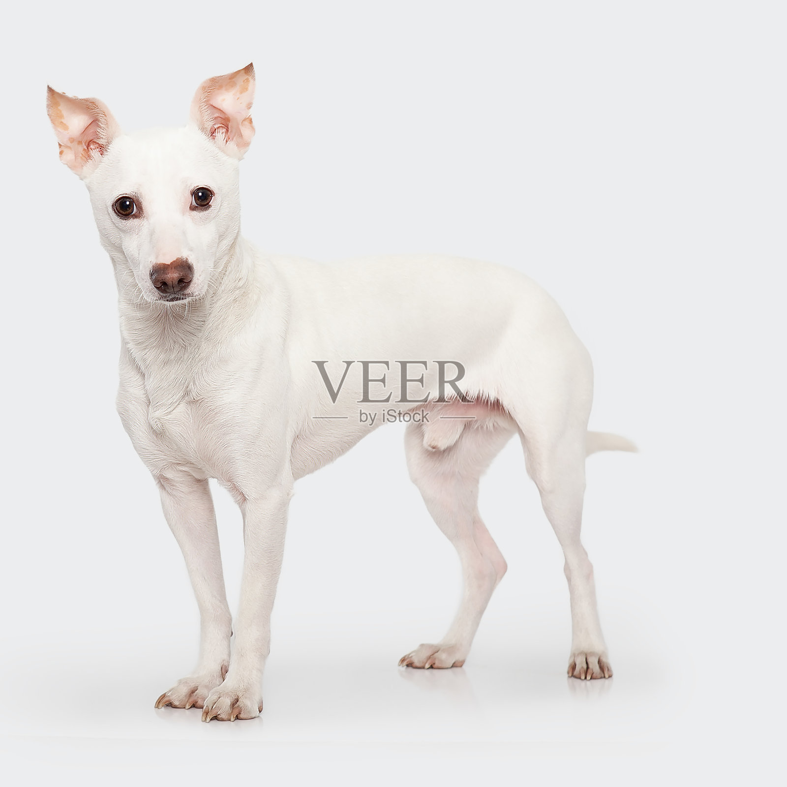 好奇的吉娃娃混种犬在白色背景上照片摄影图片