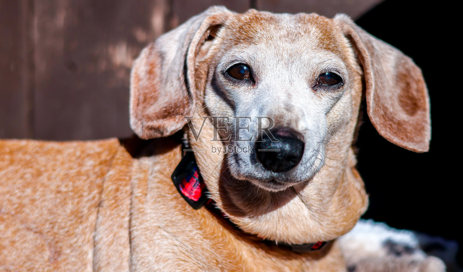 一只忠诚于主人并受到爱护和珍惜的老迷你腊肠犬照片摄影图片