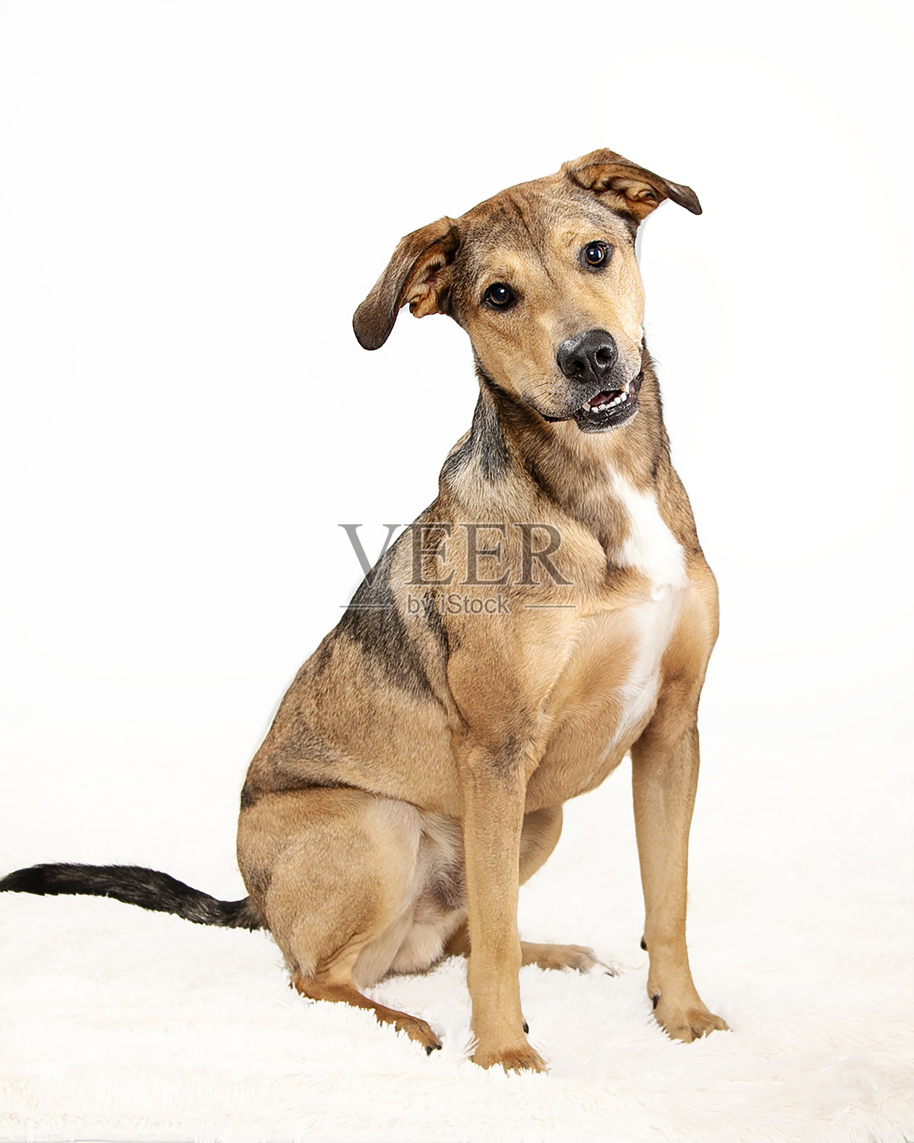 白色背景上的猎犬混种，嘴微微张开照片摄影图片