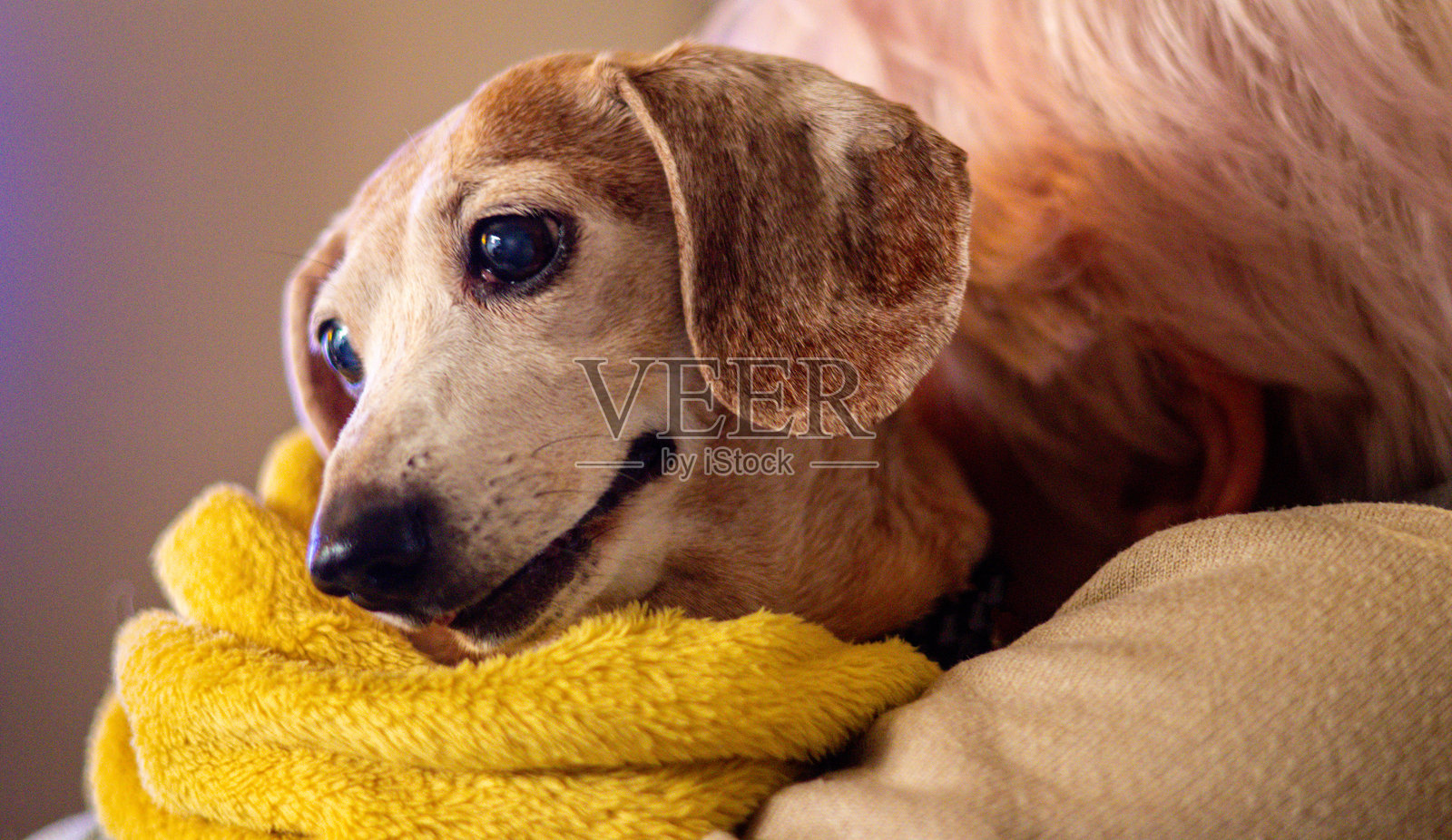 一只忠诚于主人并受到爱护和珍惜的老迷你腊肠犬照片摄影图片