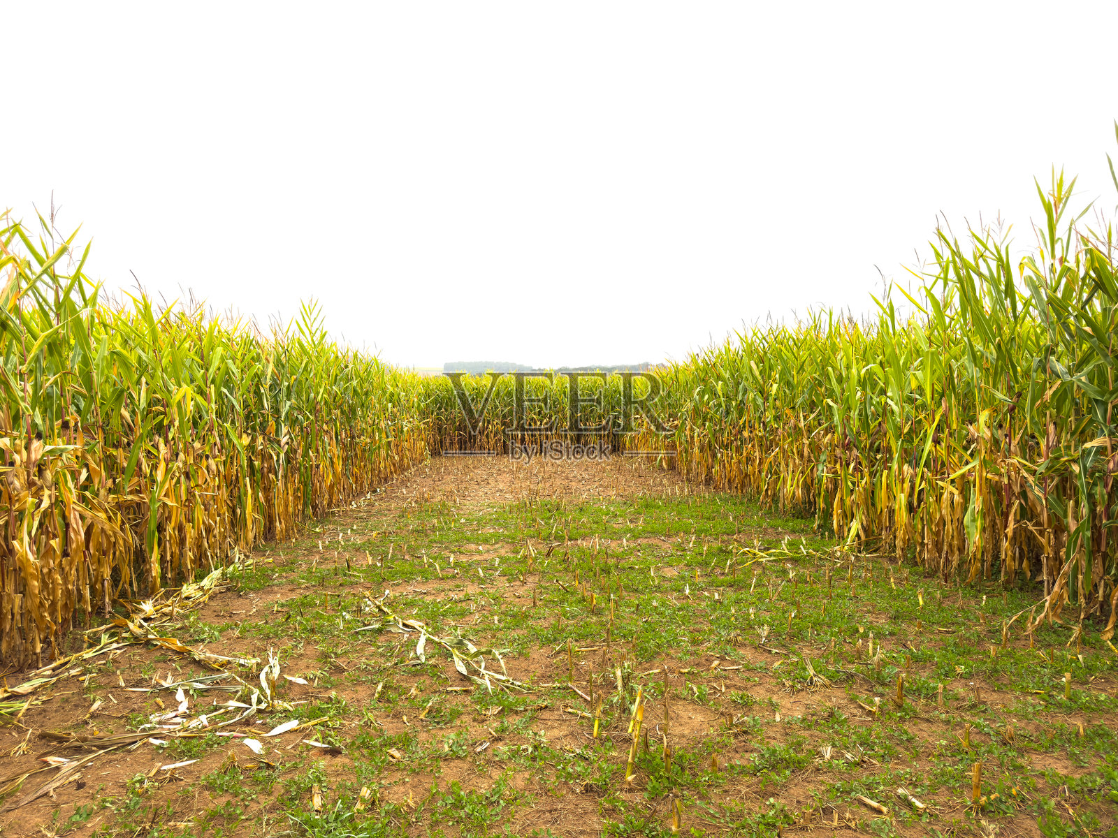 部分收割的玉米田与中央小路照片摄影图片
