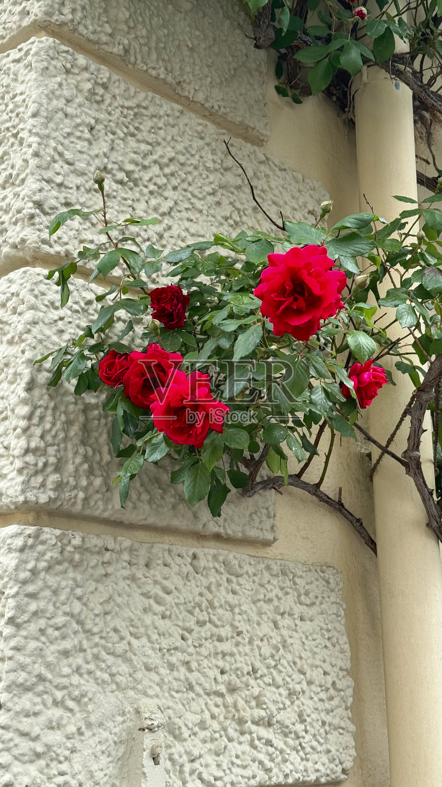 明亮的红玫瑰与米色纹理墙面和绿色叶子相映成趣照片摄影图片
