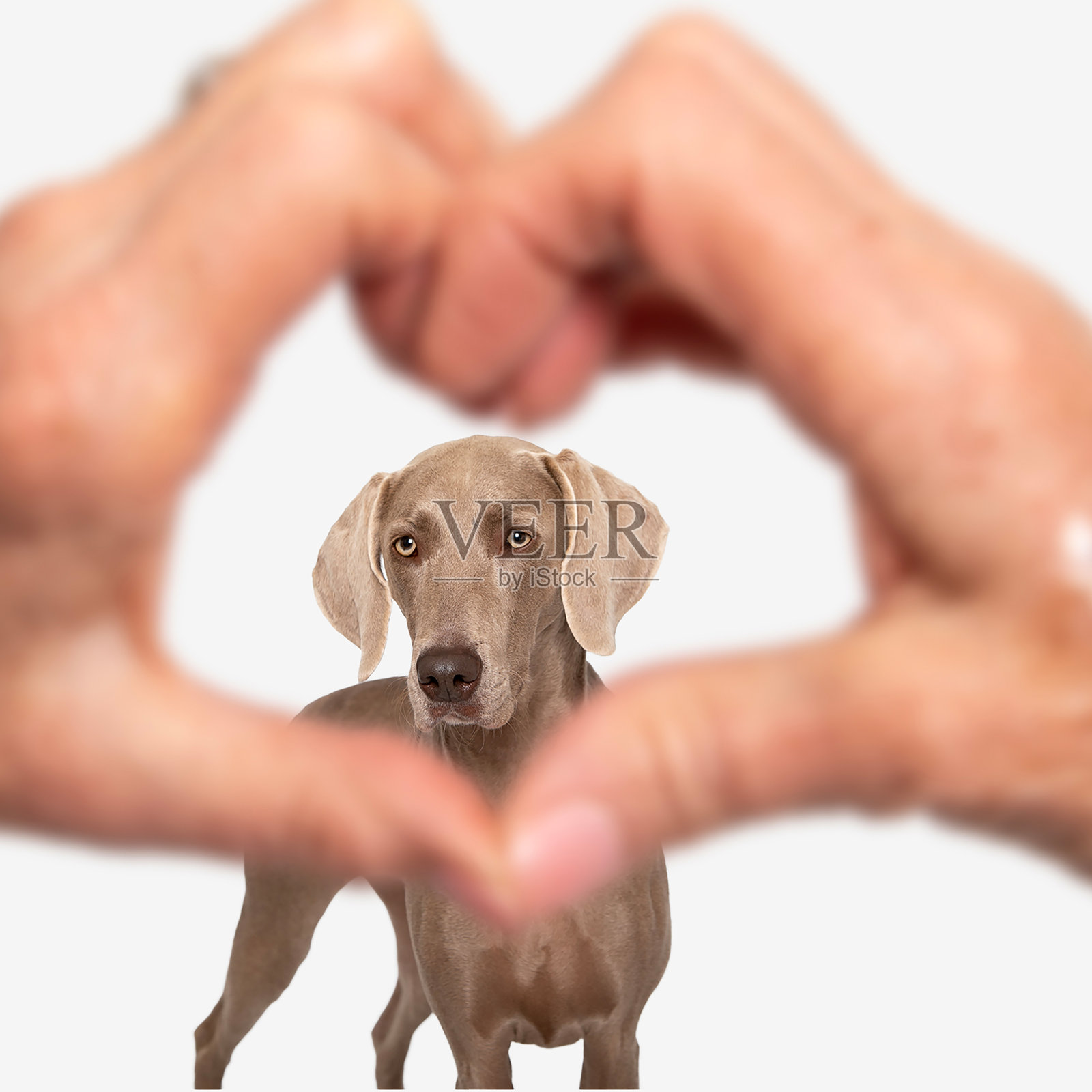 人手心形在魏玛猎犬面前照片摄影图片