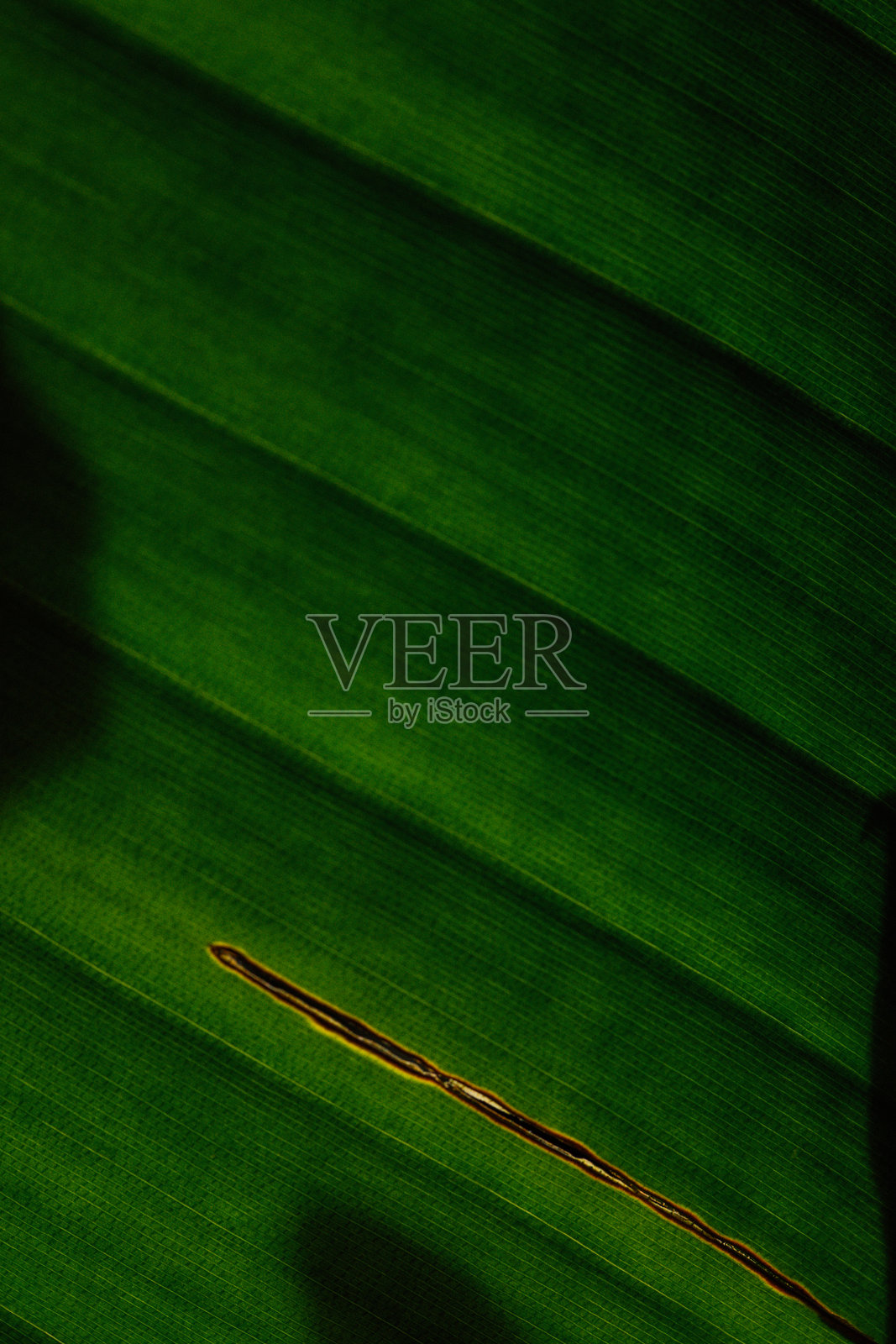 带有擦伤的香蕉树叶（斯特雷利齐亚·尼科莱）照片摄影图片