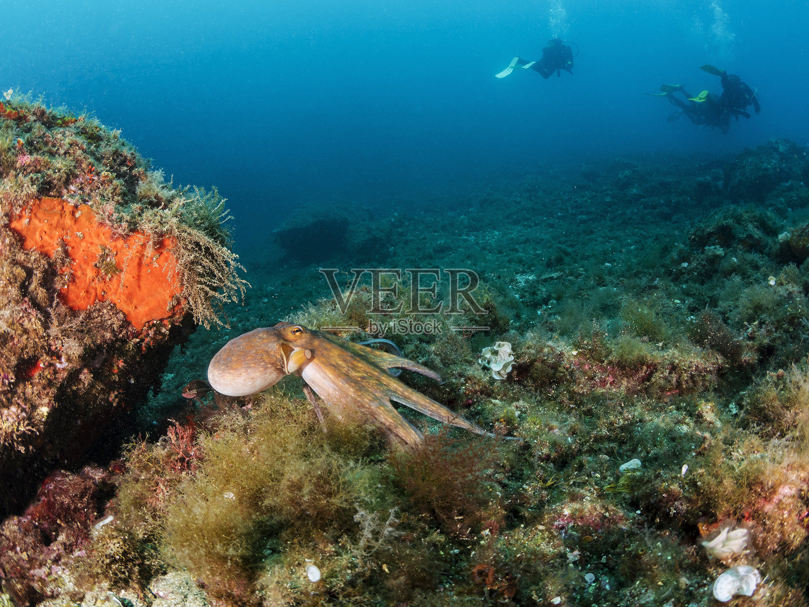 章鱼在海底岩石间游动照片摄影图片