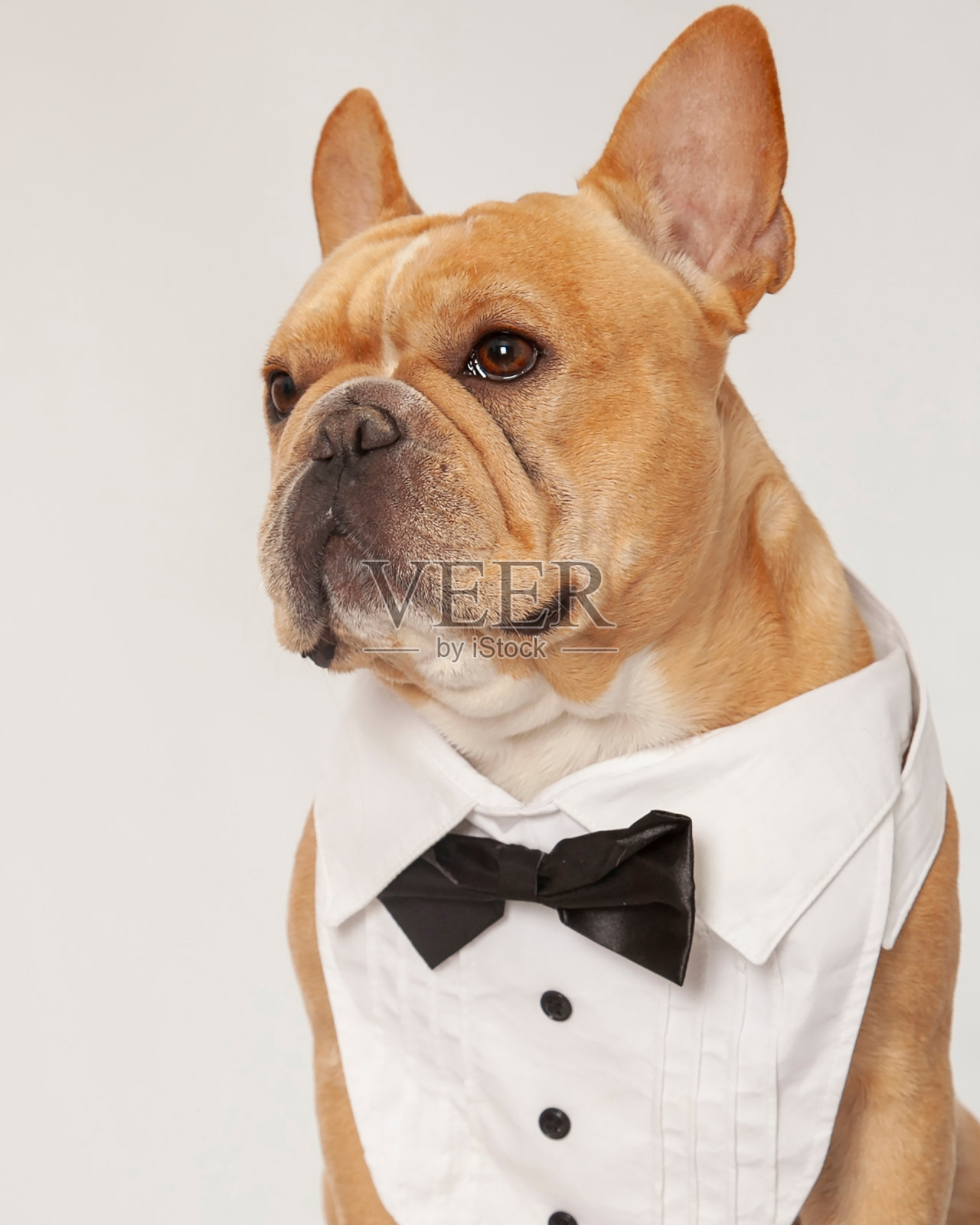 穿着礼服的法国斗牛犬照片摄影图片