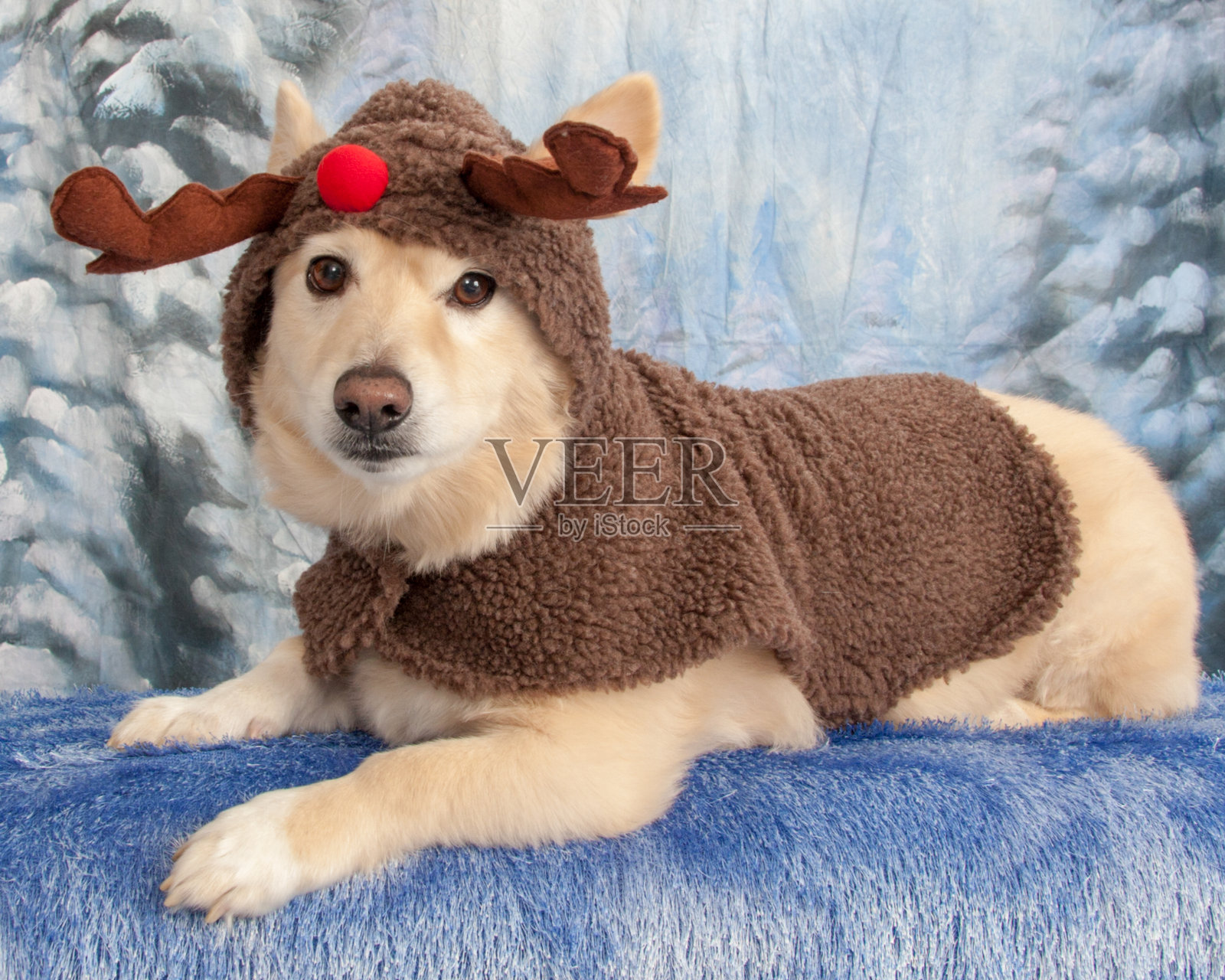 穿着驯鹿服装的柯基混种犬照片摄影图片