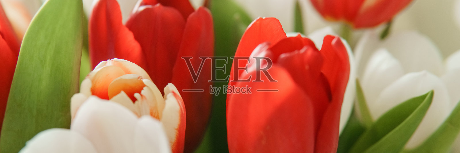 春季礼物：为特别的三月八日庆祝活动准备的鲜艳郁金香花束照片摄影图片