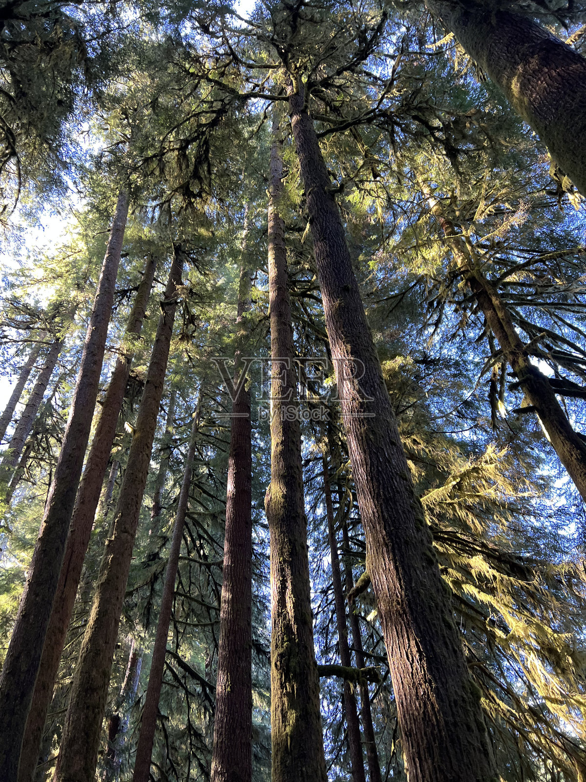 透过树木的视野照片摄影图片