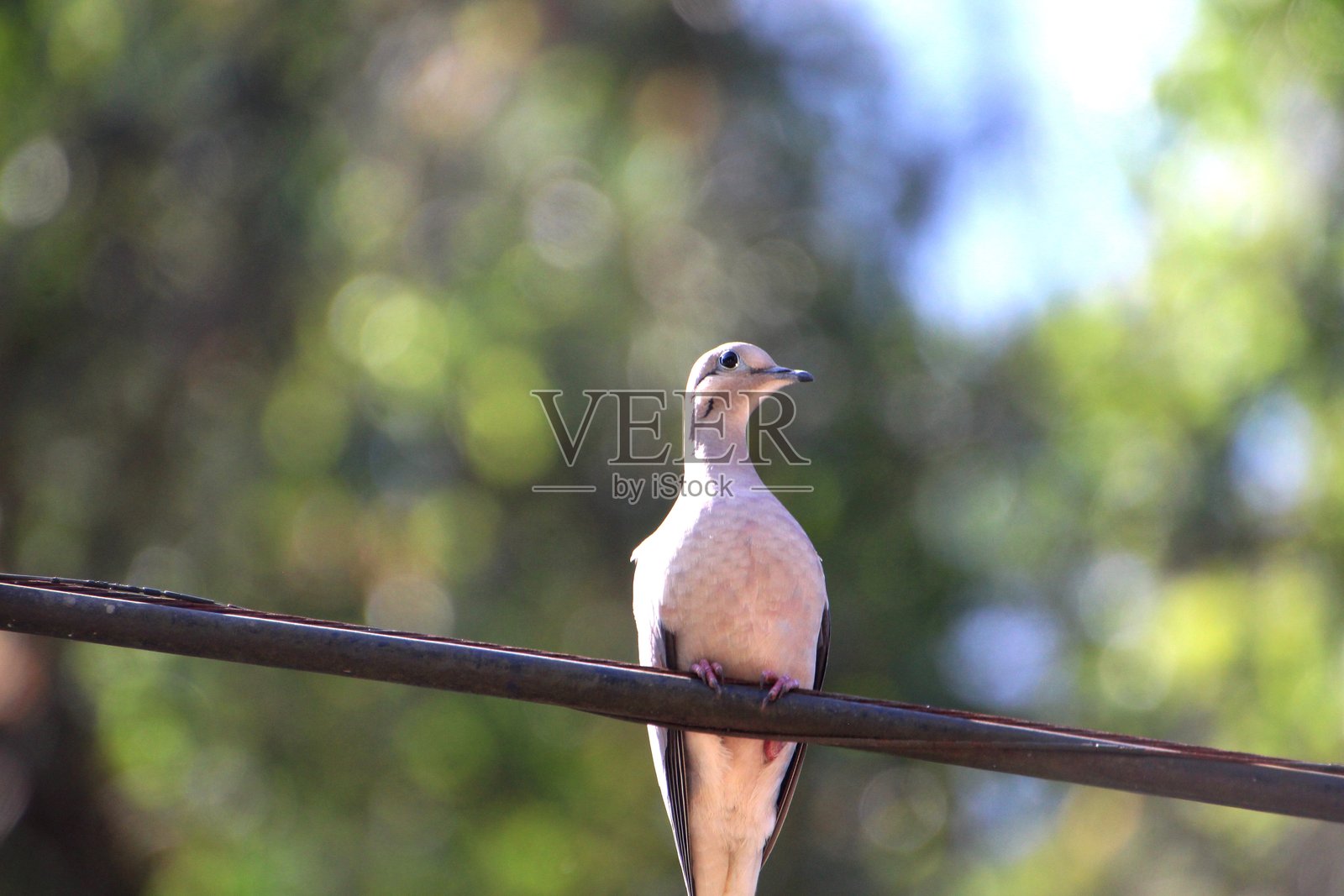 飞鸟 - 耳鸲照片摄影图片