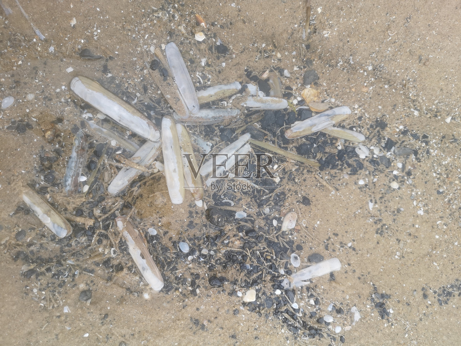 南威尔士海滩上的剃刀蛏和其他贝壳的微距摄影图片照片摄影图片