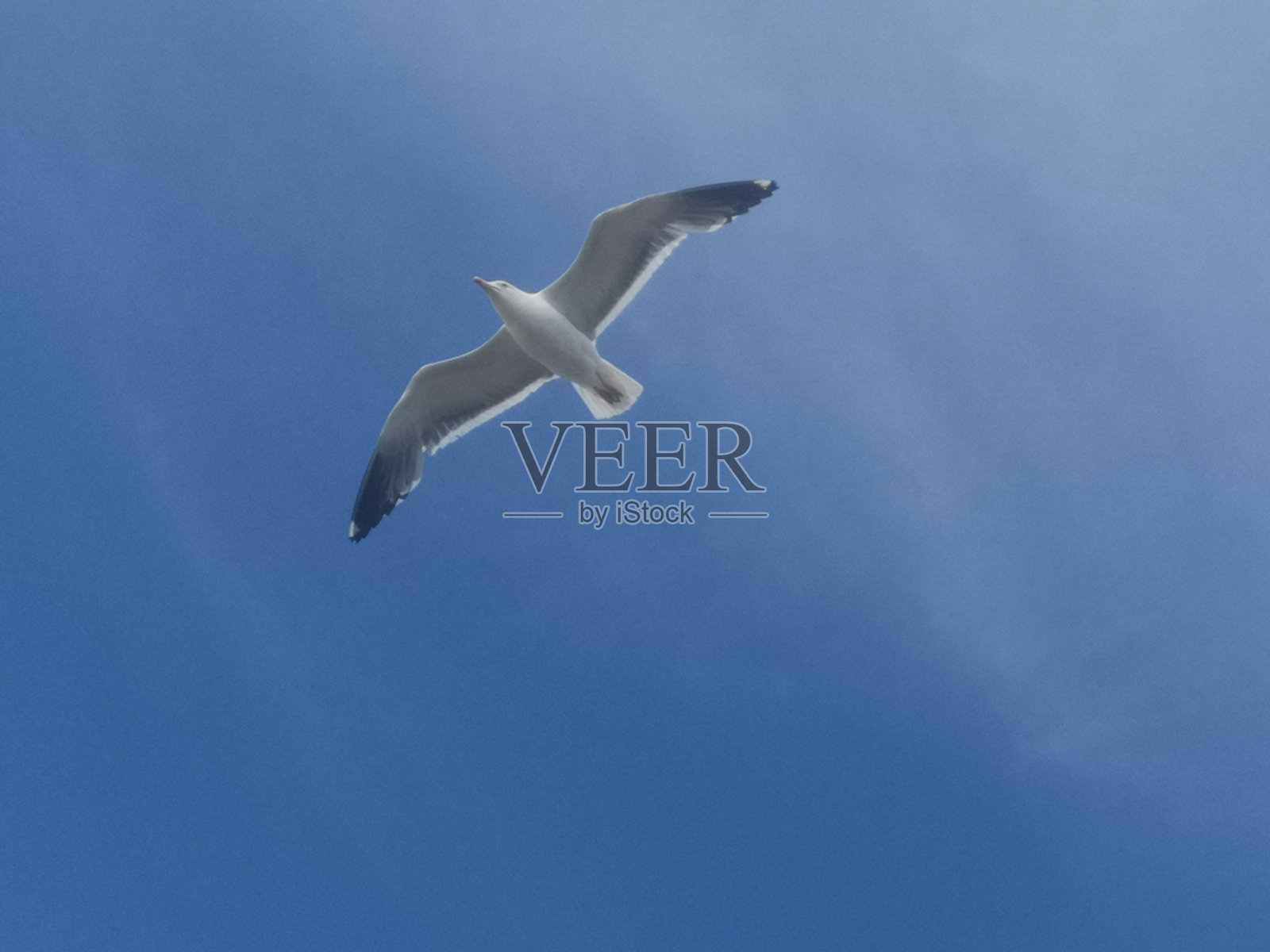 一只海鸥在英国南威尔士波斯考尔飞翔照片摄影图片