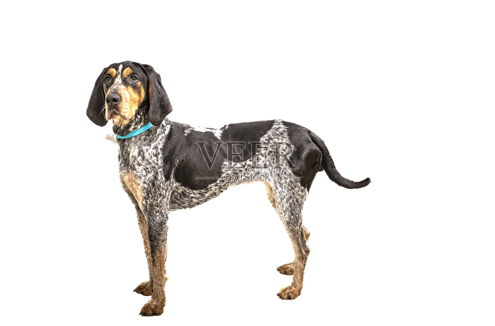 蓝斑猎犬照片摄影图片
