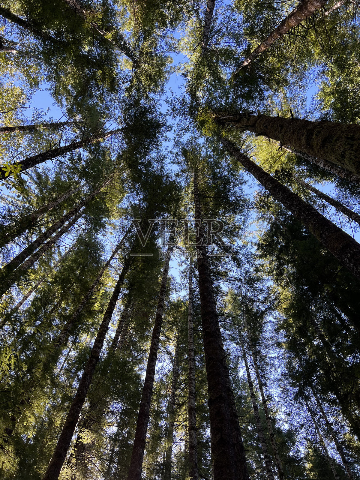 透过树木的视野照片摄影图片