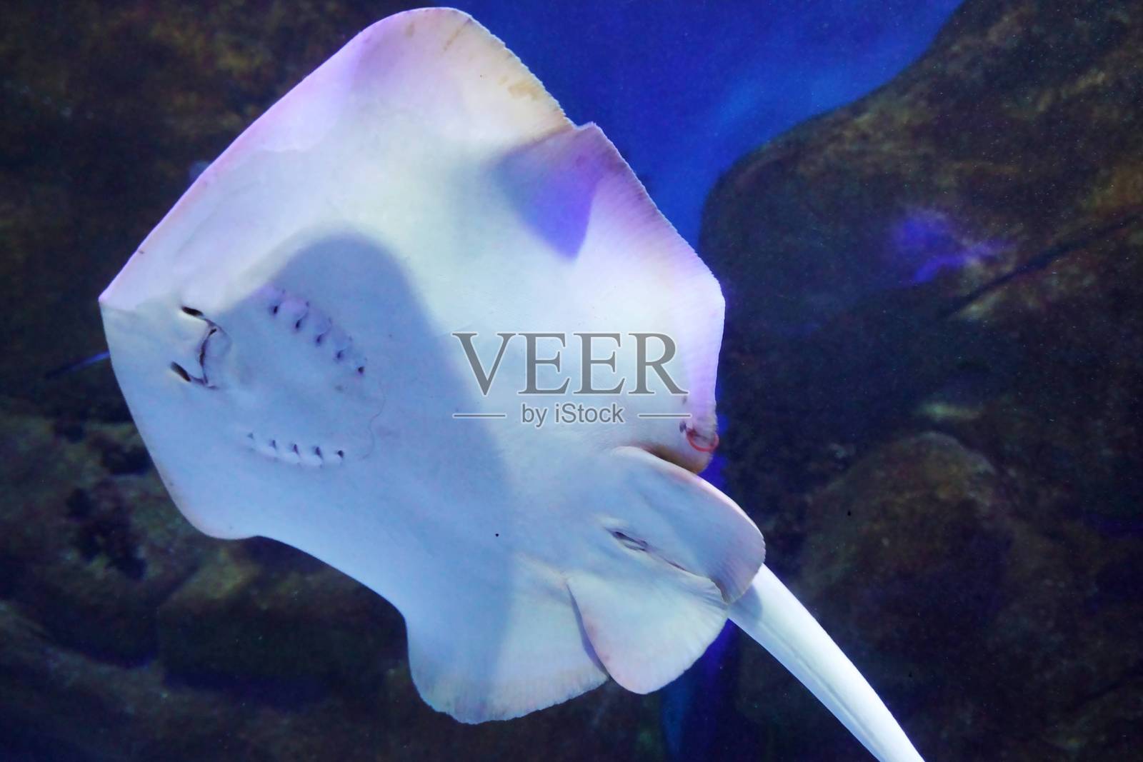 水族馆中魔鬼鱼的底视图。被囚禁的海洋生物。照片摄影图片