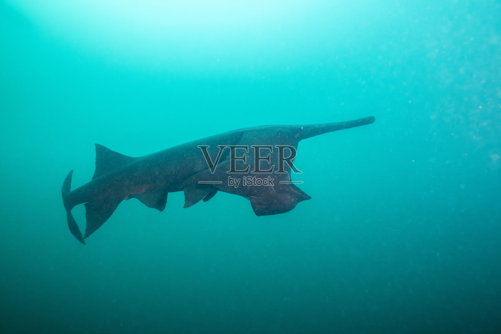 美国扁头鱼在湖中以浮游生物为食照片摄影图片